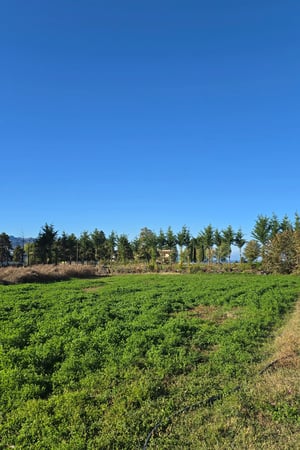 Land Image